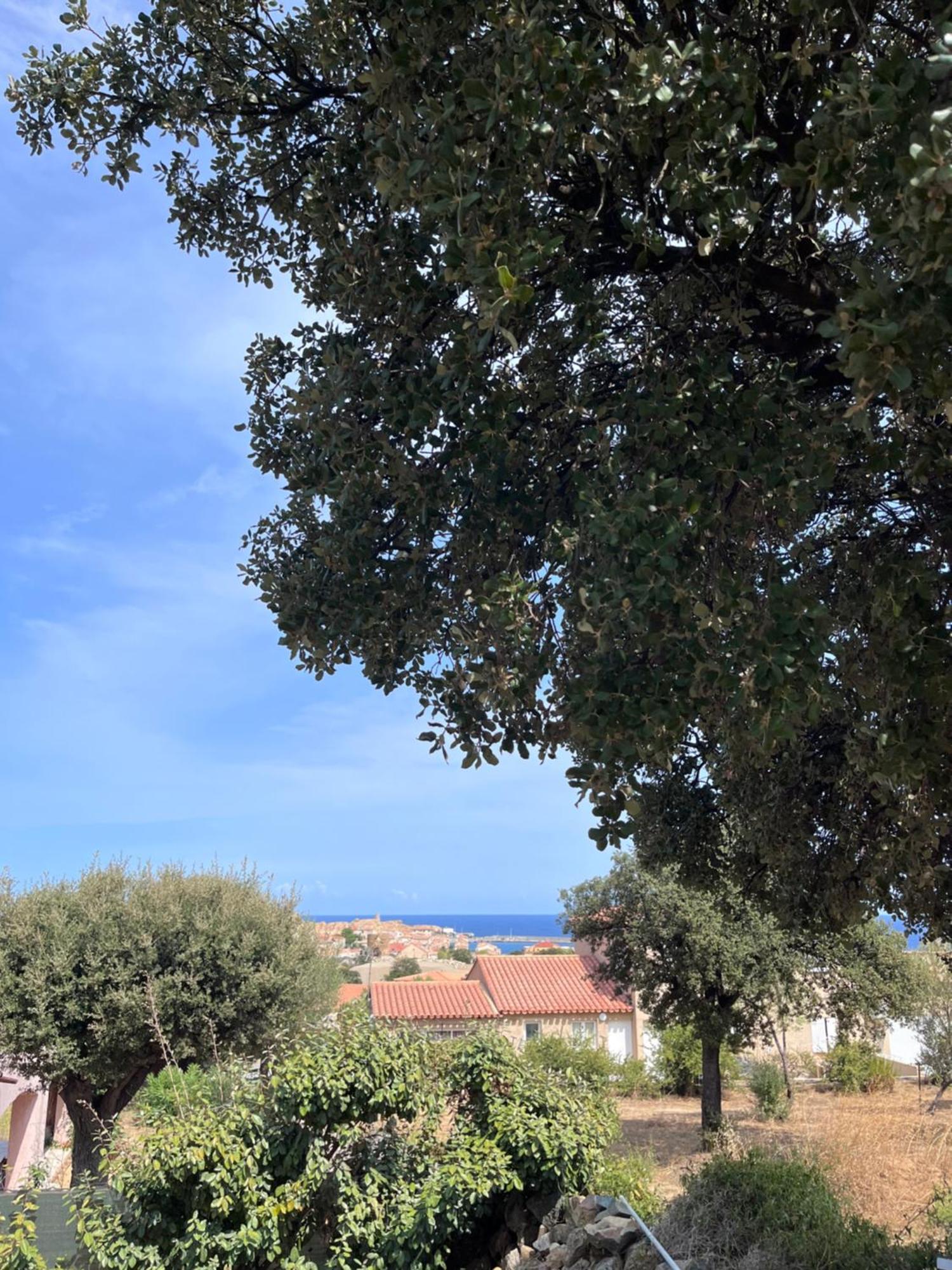 Appartement Rez De Villa LʼÎle-Rousse Dış mekan fotoğraf